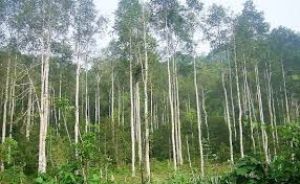 Các giải pháp kỹ thuật để làm giảm hàm lượng nhựa cây có trong nguyên liệu gỗ cứng - Bạch đàn