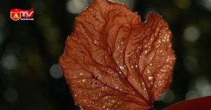 Sản xuất giấy từ lá cây khô